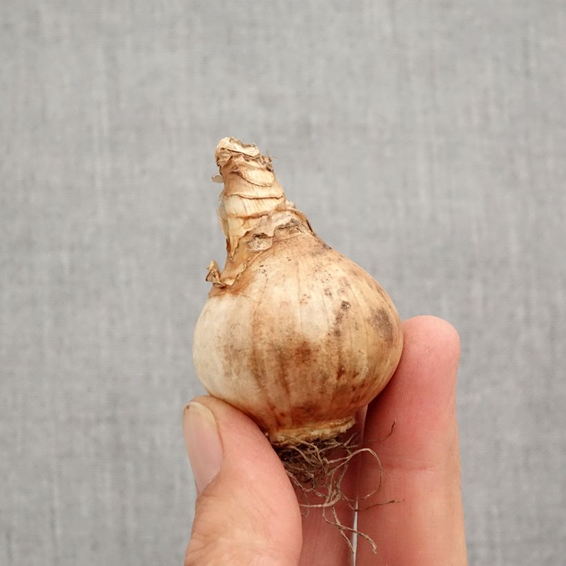 Exemplaar van Narcissus Lemon Drops - Triandrus-narcis Bol kaliber 12+ zoals geleverd in de herfst