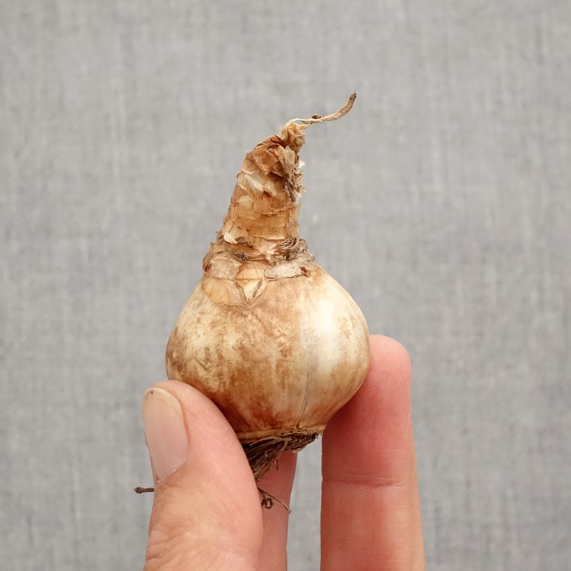 Exemplaar van Narcissus Louise de Coligny - Grootkronige narcis Bol kaliber 12+ zoals geleverd in de herfst