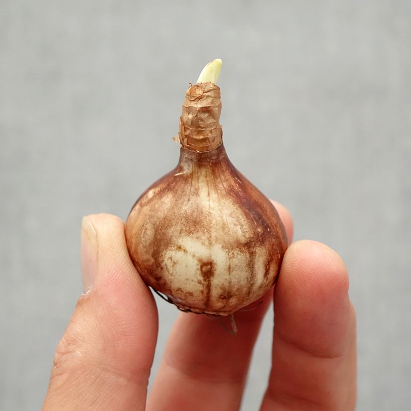 Exemplaar van Narcissus Martinette - Jonquilla narcis Bol kaliber 12+ zoals geleverd in de herfst