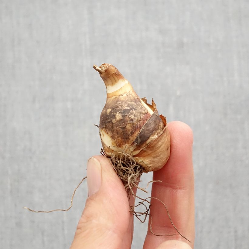 Exemplaar van Narcissus Sailboat - Jonquilla-narcis Bol kaliber 10+ zoals geleverd in de herfst