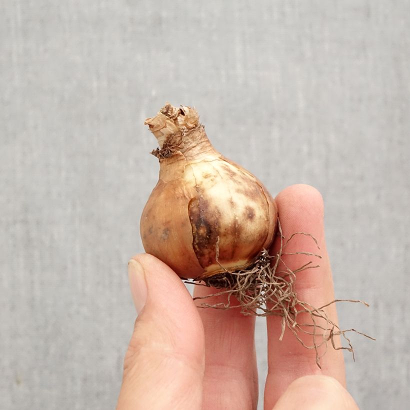 Exemplaar van Narcissus Modern Art - Grootkronige narcis Bol kaliber 12+ zoals geleverd in de herfst