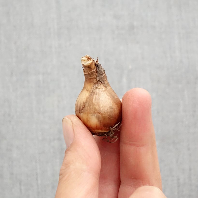 Exemplaar van Narcissus Moonlight Sensation - Triandrus-narcis Bol kaliber 10+ zoals geleverd in de herfst