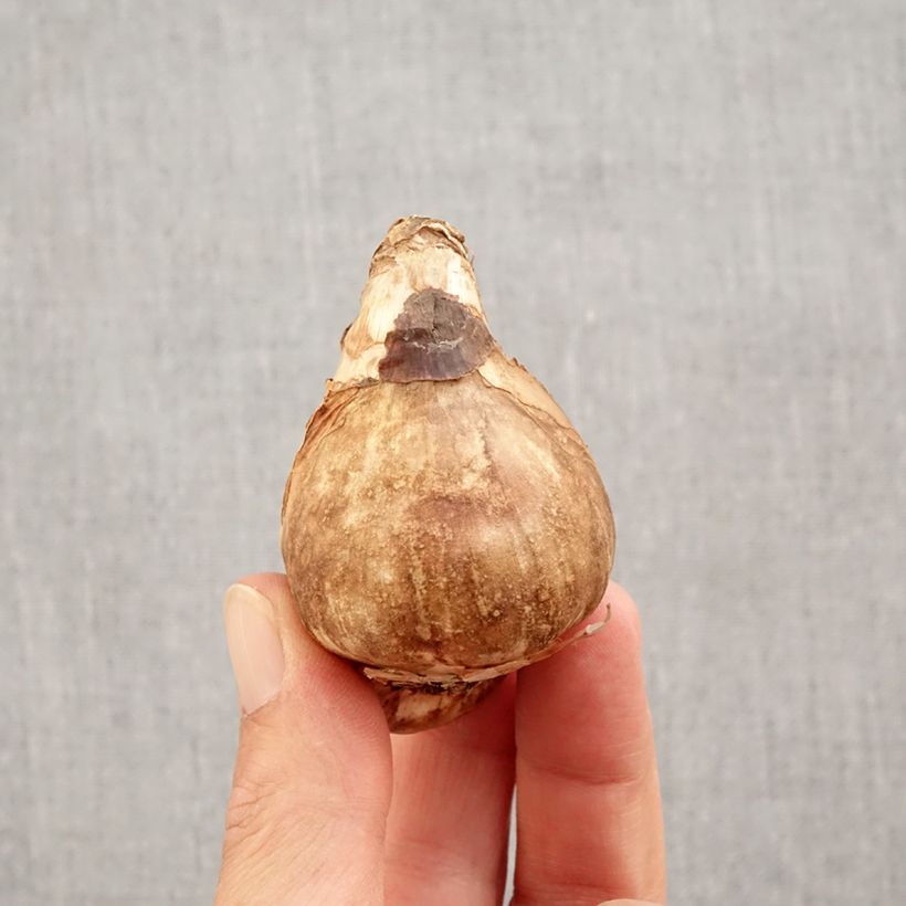 Exemplaar van Narcissus Mount Hood - Trompetnarcis Bol kaliber 14/16 zoals geleverd in de herfst