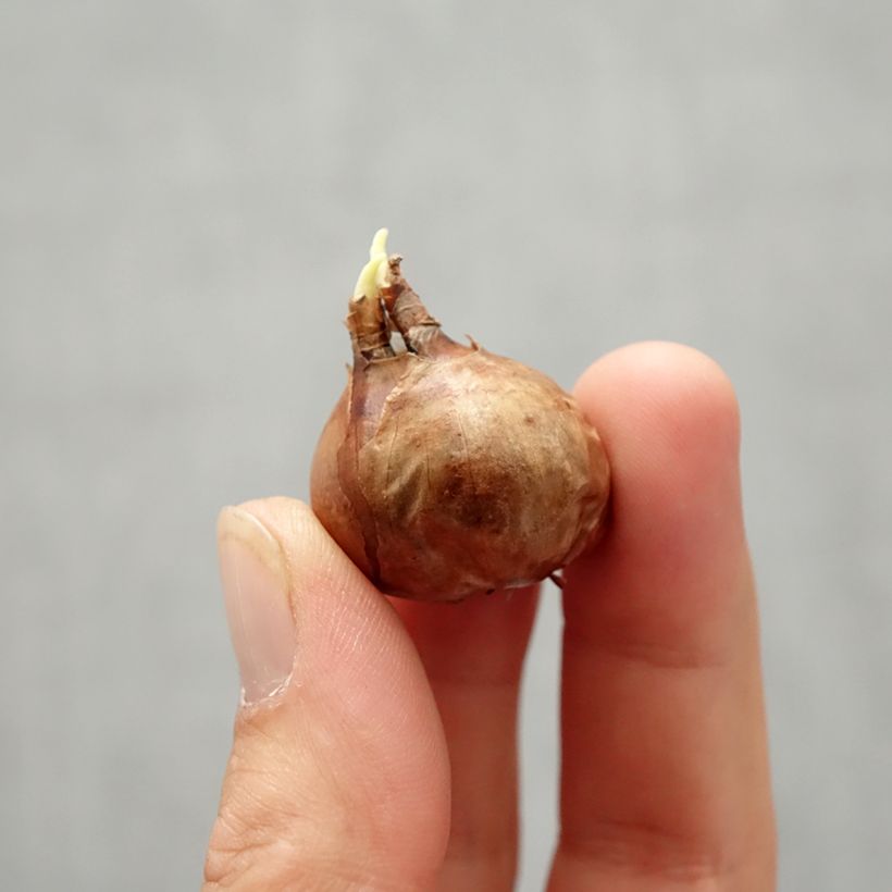 Exemplaar van Dwergnarcis New Baby - Dwergnarcis Bol kaliber 8+ zoals geleverd in de herfst