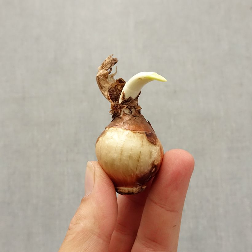 Exemplaar van Narcissus Nir - Tazetta-narcis Bol kaliber 13+ zoals geleverd in de herfst