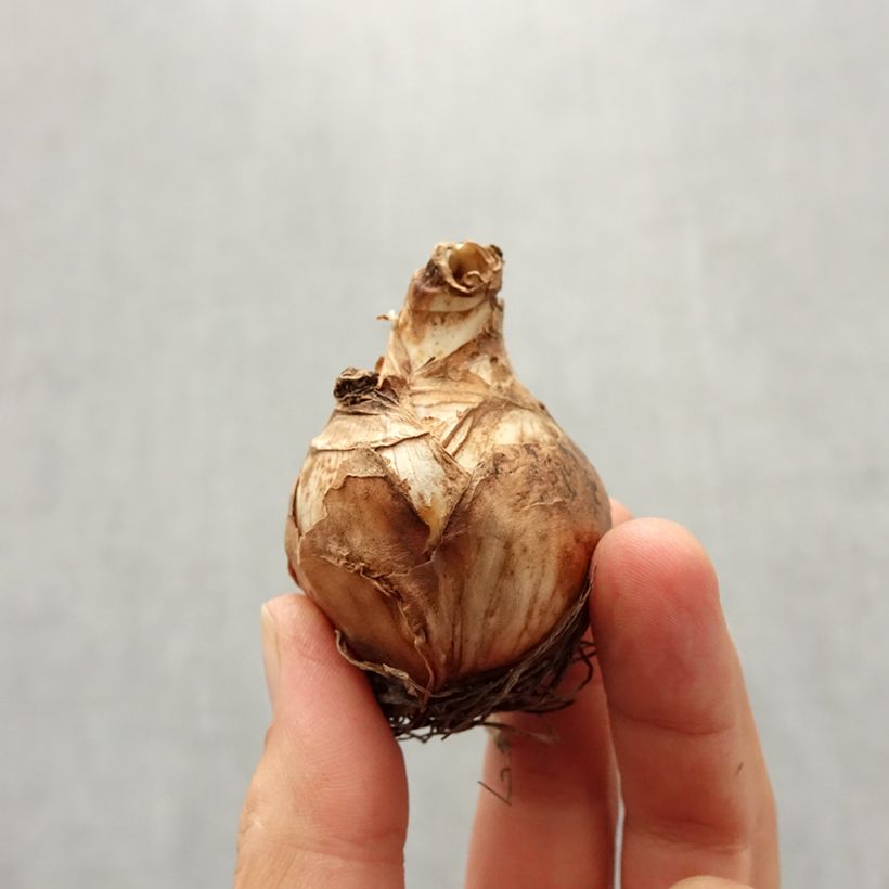 Example of Narcisse Obdam  Bol size 14/16 as you get in automne