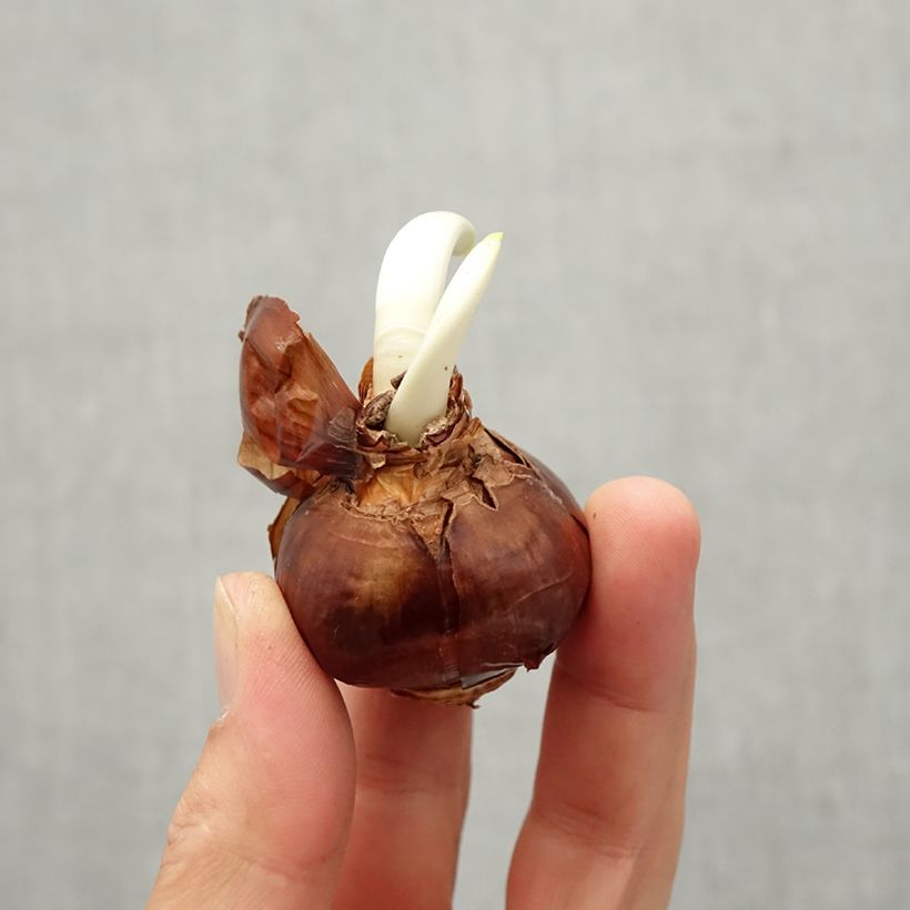 Exemplaar van Narcissus papyraceus Paperwhite - Tazetta-narcis Bol kaliber 13 zoals geleverd in de herfst