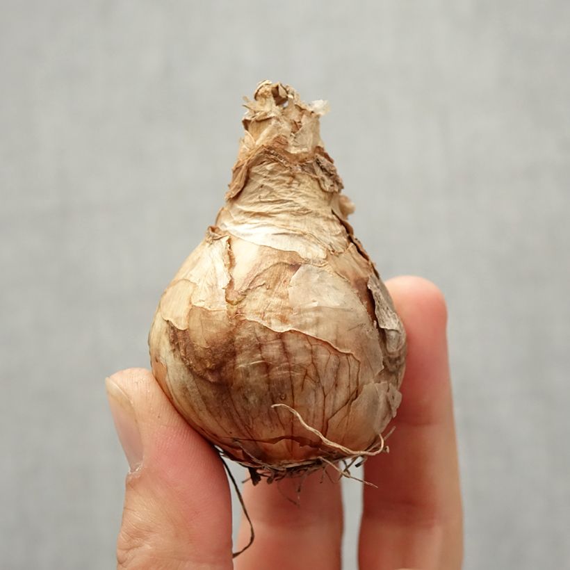 Exemplaar van Narcissus Peach Cobbler - Dubbele narcis Bol kaliber 12/14 zoals geleverd in de herfst