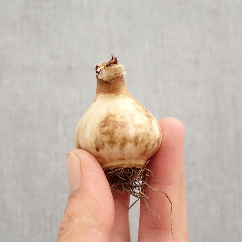 Exemplaar van Narcissus Peach Swirl - Dubbele narcis Bol kaliber 12+ zoals geleverd in de herfst