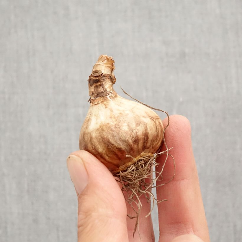 Exemplaar van Narcissus cyclamineus Peeping Jenny -Cyclamen-narcis Bol kaliber 12+ zoals geleverd in de herfst