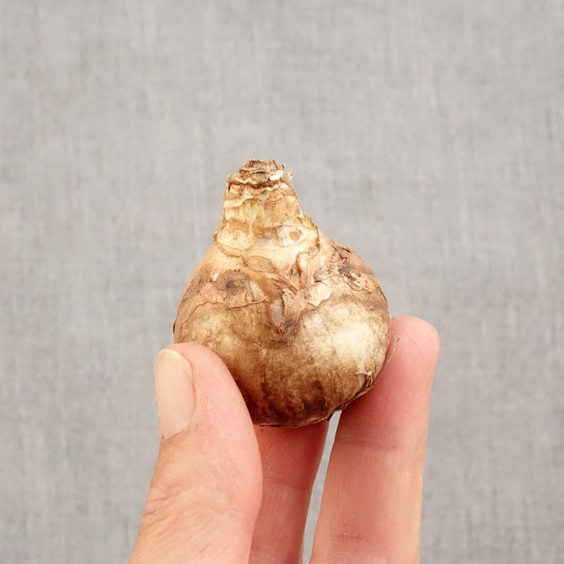 Exemplaar van Narcissus cyclamineus Peeping Tom - Cyclamen-narcis Bol kaliber 14/16 zoals geleverd in de herfst