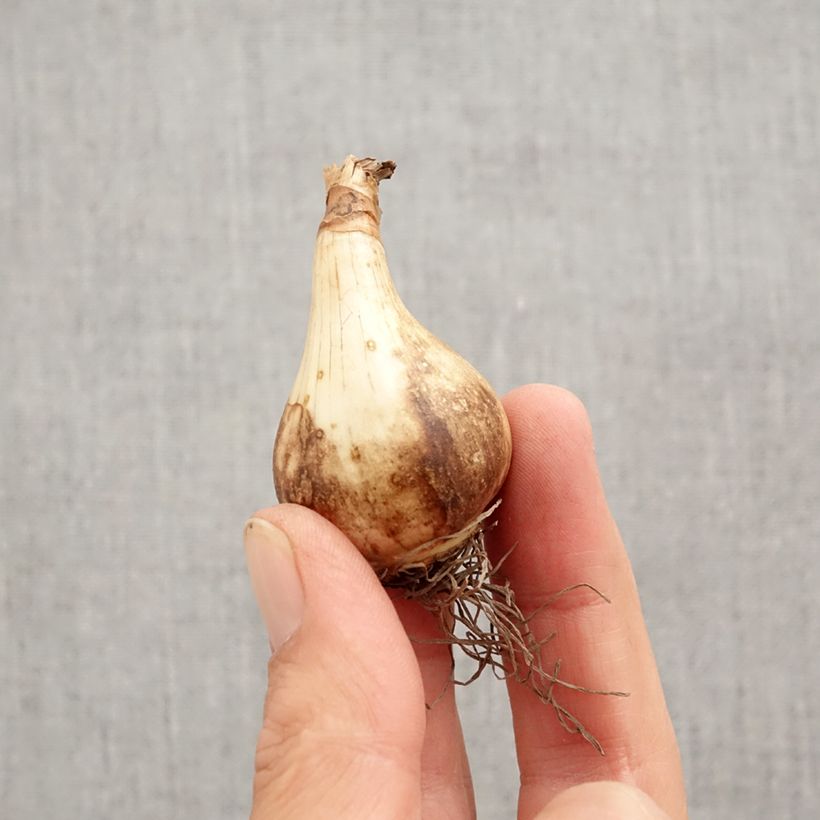 Exemplaar van Narcissus Pink Pride - Grootkronige narcis Bol kaliber 12+ zoals geleverd in de herfst