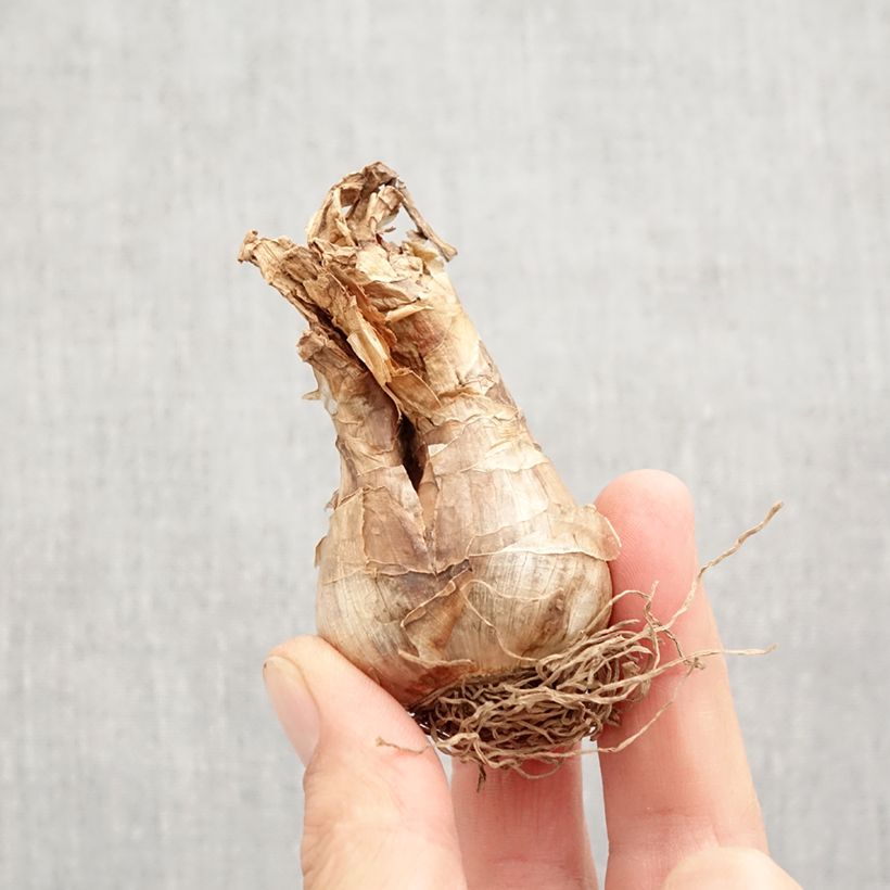 Exemplaar van Narcissus poeticus Actaea - Dichtersnarcis Bol kaliber 12+ zoals geleverd in de herfst