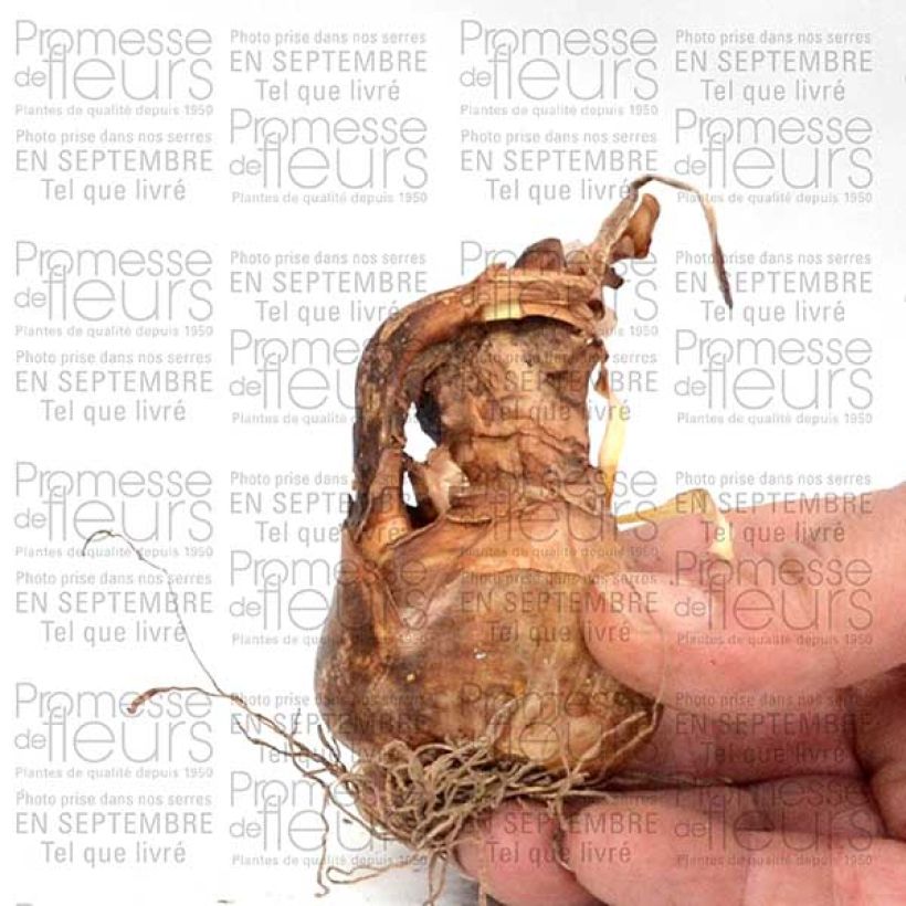Voorbeeld van een exemplaar van Narcisse poeticus Albus Plenus Odoratus Bulbe calibre 12+ zoals geleverd