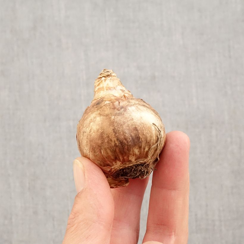 Exemplaar van Narcissus Professor Einstein - Grootkronige narcis Bol kaliber 14/16 zoals geleverd in de herfst