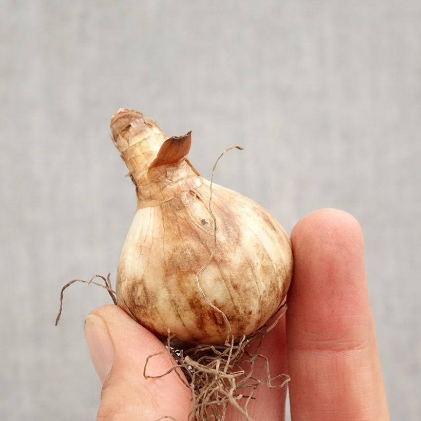 Exemplaar van Narcissus pseudonarcissus Obvallaris - Wilde narcis Bol kaliber 12+ zoals geleverd in de herfst