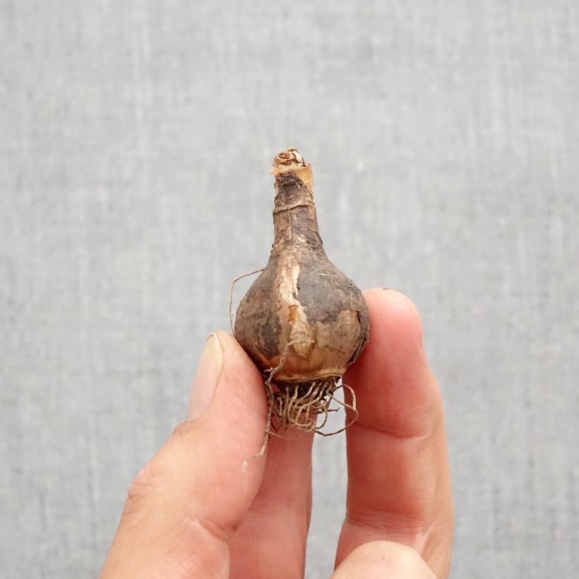 Exemplaar van Narcissus Quail - Jonquilla-narcis Bol kaliber 10+ zoals geleverd in de herfst