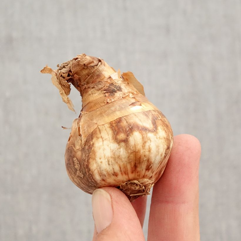 Exemplaar van Narcissus Red Devon - Grootkronige narcis Bol kaliber 14/16 zoals geleverd in de herfst