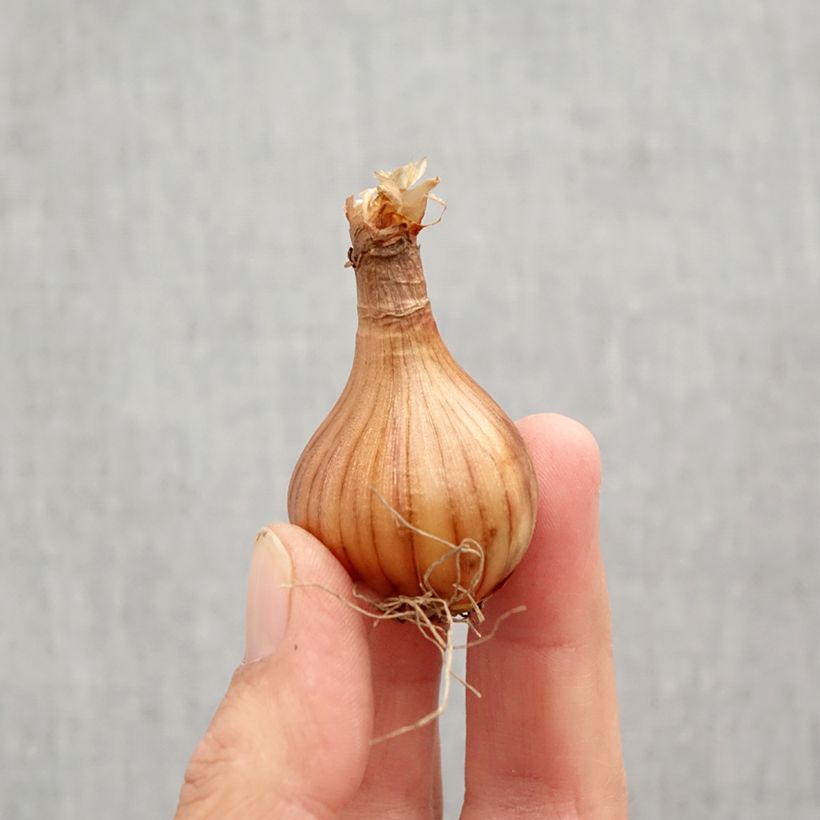 Exemplaar van Narcissus cyclamineus Reggae - Cyclamen-narcis Bol kaliber 10+ zoals geleverd in de herfst