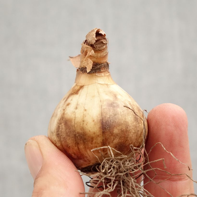 Exemplaar van Narcissus Ringtone - Kleinkronige narcis Bol kaliber 12+ zoals geleverd in de herfst