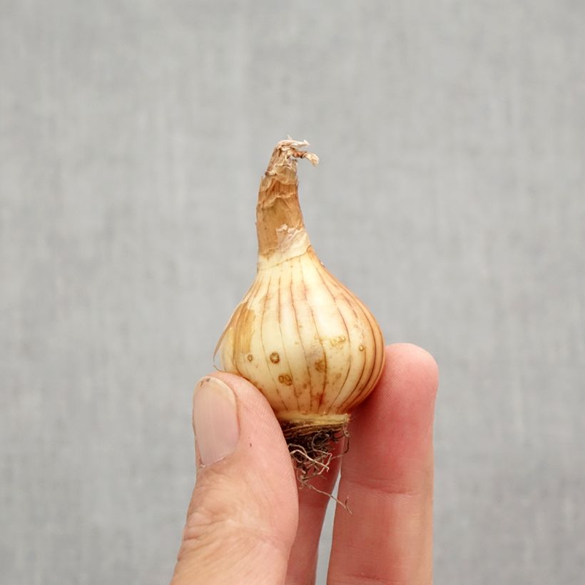 Exemplaar van Narcissus pumilus Rip van Winkle - Dubbele narcis Bol kaliber 10+ zoals geleverd in de herfst