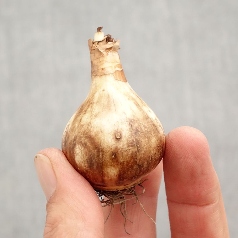 Exemplaar van Narcissus Rose of May - Dubbele narcis Bol kaliber 12+ zoals geleverd in de herfst