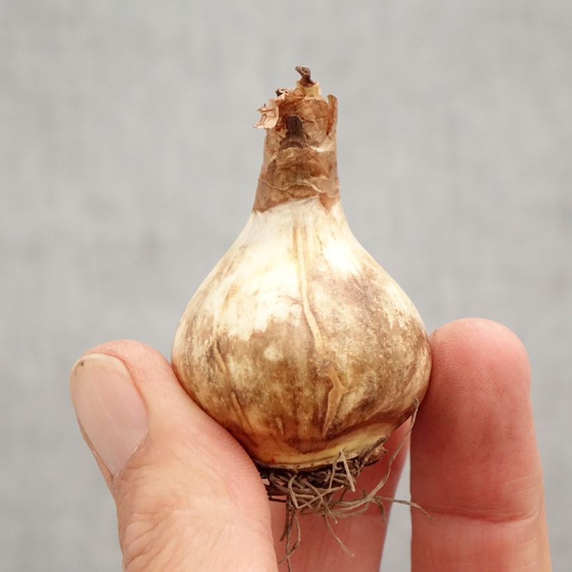 Exemplaar van Narcissus odorus Rosy Cloud - Narcis Bol kaliber 12+ zoals geleverd in de herfst