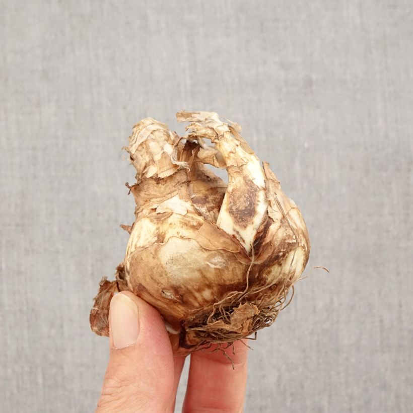 Exemplaar van Narcissus Sagitta - Cyclamen-narcis Bol kaliber 14+ zoals geleverd in de herfst