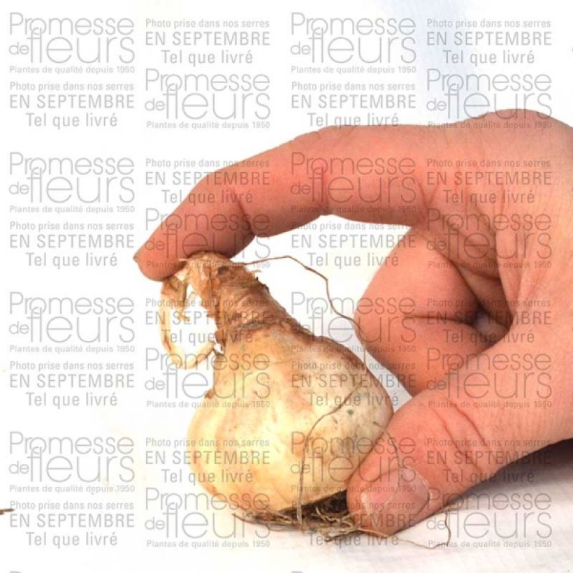 Voorbeeld van een exemplaar van Narcisse Sentinel Bulbe calibre 12+ zoals geleverd