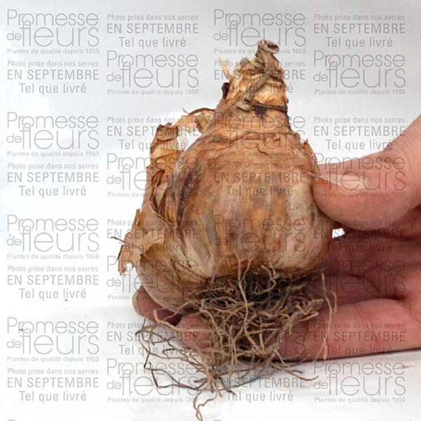 Voorbeeld van een exemplaar van Narcissus Sherborn - Narcis dubbel Bol kaliber 12+ zoals geleverd