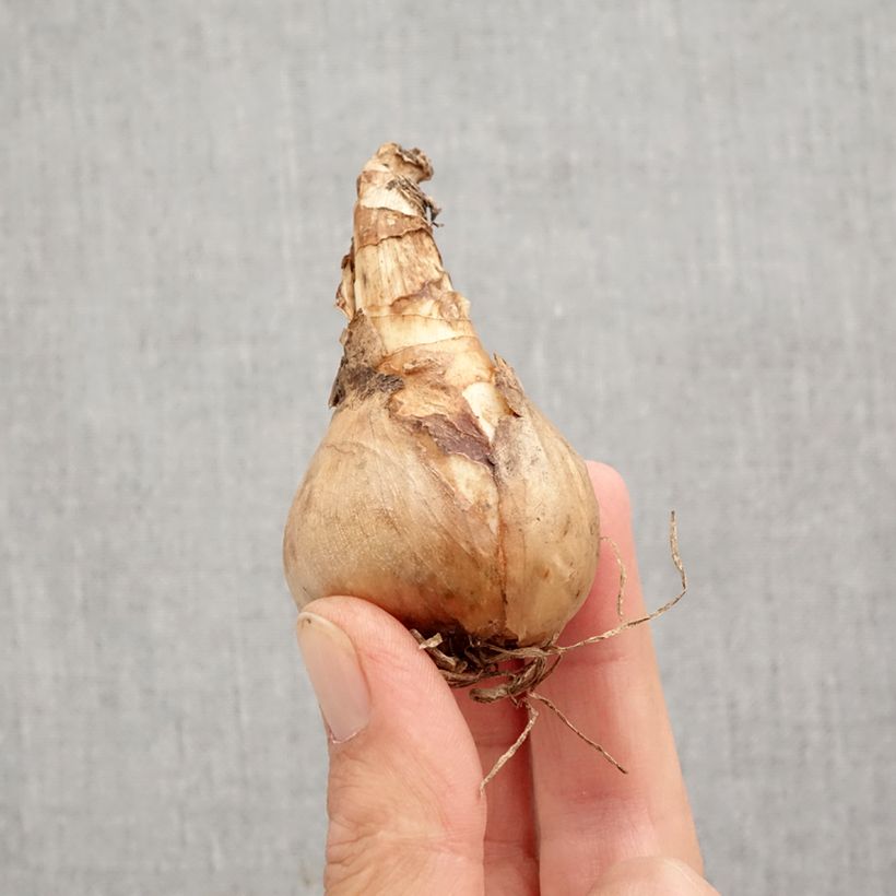 Exemplaar van Narcissus Sherborn - Narcis dubbel Bol kaliber 12+ zoals geleverd in de herfst