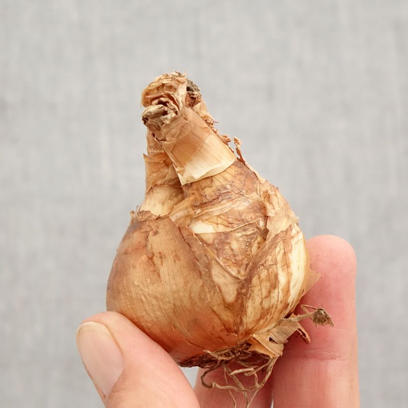 Exemplaar van Narcissus cyclamineus Skype - Cyclamen-narcis Bol kaliber 14/16 zoals geleverd in de herfst