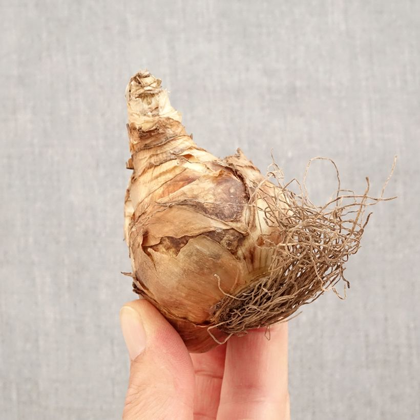 Exemplaar van Narcissus Snowtip - Grootkronige narcis Bol kaliber 14+ zoals geleverd in de herfst