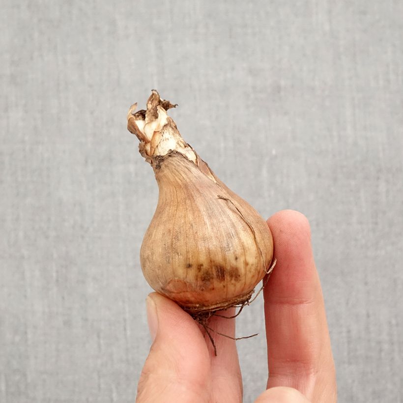 Exemplaar van Narcissus Sophie Girl - Grootkronige narcis Bol kaliber 12+ zoals geleverd in de herfst