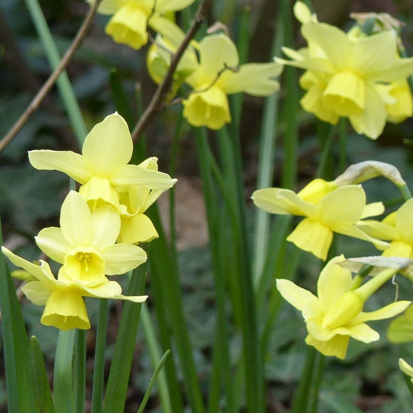 Narcissus Stint - Triandrus-narcis (Bloei)