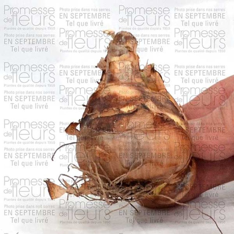 Voorbeeld van een exemplaar van Narcisse Suzy Bulbe calibre 12+ zoals geleverd
