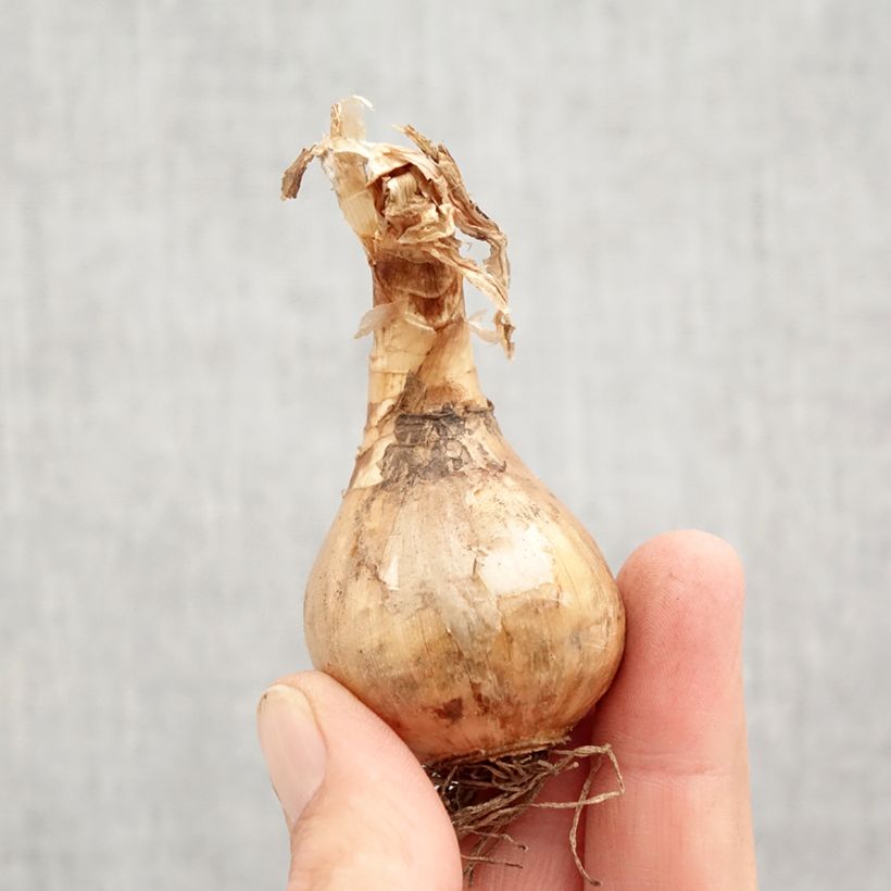 Exemplaar van Narcissus jonquilla Suzy - Jonquilla narcis Bol kaliber 12+ zoals geleverd in de herfst