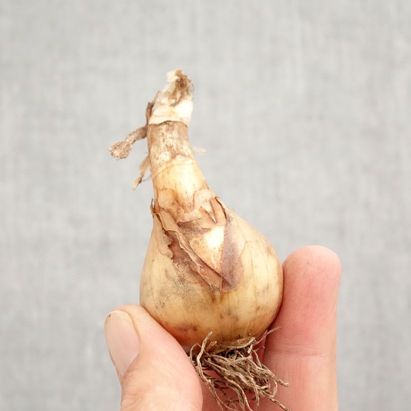 Exemplaar van Narcissus Sweet Desire - dubbele narcis Bol kaliber 12+ zoals geleverd in de herfst