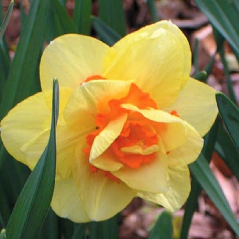 Narcissus Tahiti - dubbele narcis (Bloei)