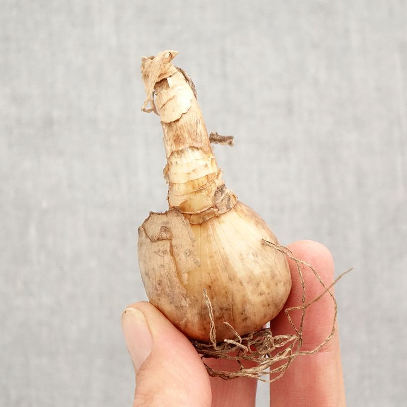 Exemplaar van Narcissus Tahiti - dubbele narcis Bol kaliber 12+ zoals geleverd in de herfst