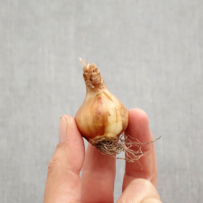 Exemplaar van Narcissus tazetta Canaliculatus - Tazetta-narcis Bol kaliber 10+ zoals geleverd in de herfst