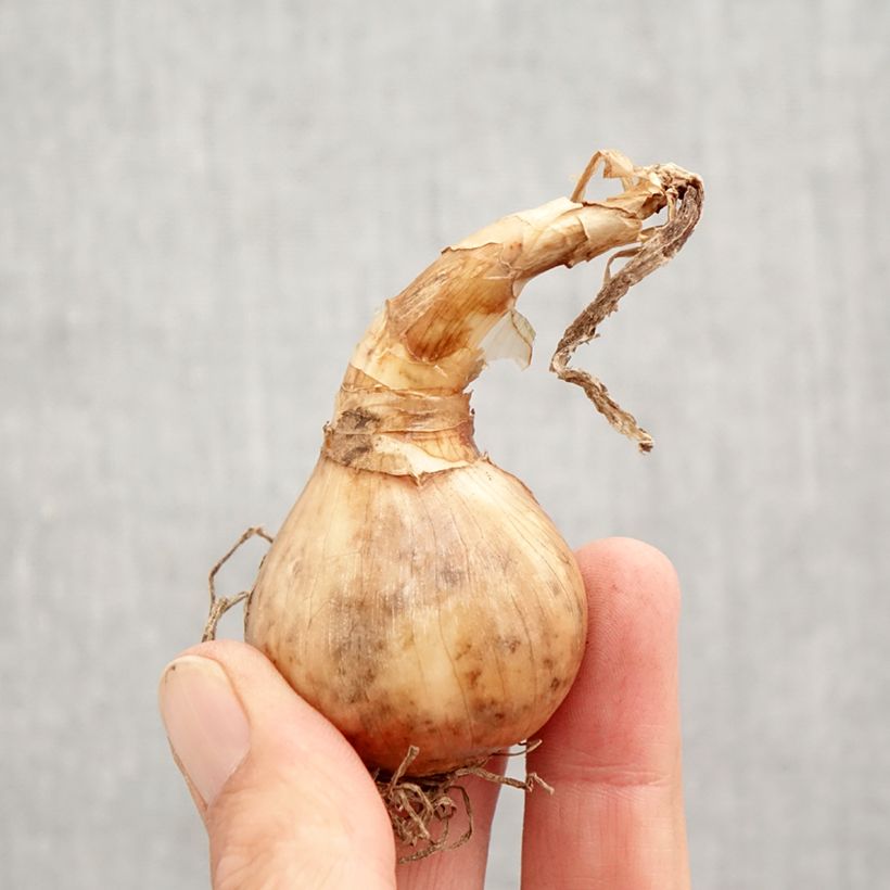 Exemplaar van Narcisse tazetta Laurens Koster - Tazetta-narcis Bol kaliber 12+ zoals geleverd in de herfst