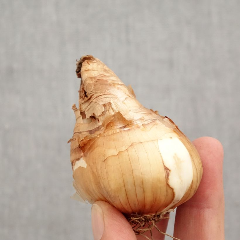 Exemplaar van Narcissus cyclamineus Tête à Tête - Dwergnarcis Bol kaliber 14/16 zoals geleverd in de herfst