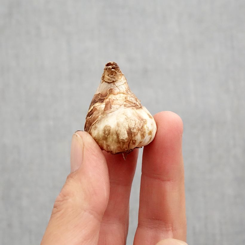Exemplaar van Narcissus cyclamineus Tête Bouclée - Dubbele Cyclamen-narcis Bol kaliber 10 zoals geleverd in de herfst