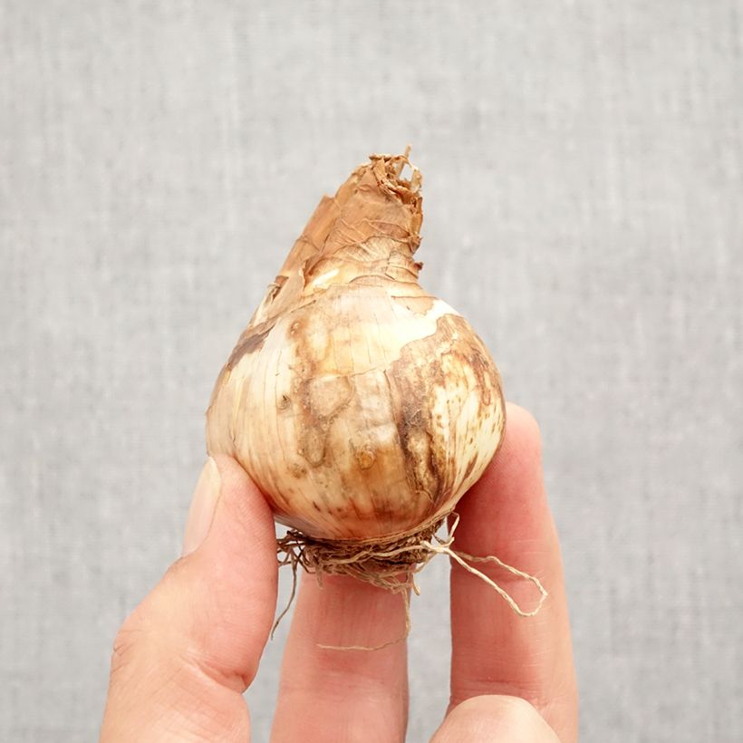 Exemplaar van Narcissus Tickled Pinkeen - grootkronige narcis Bol kaliber 12+ zoals geleverd in de herfst