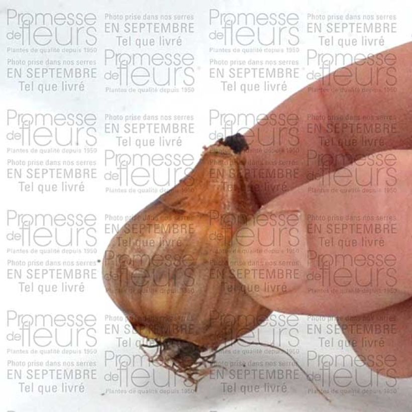 Voorbeeld van een exemplaar van Narcissus Topolino - Tazetta narcis Bol kaliber 8+ zoals geleverd