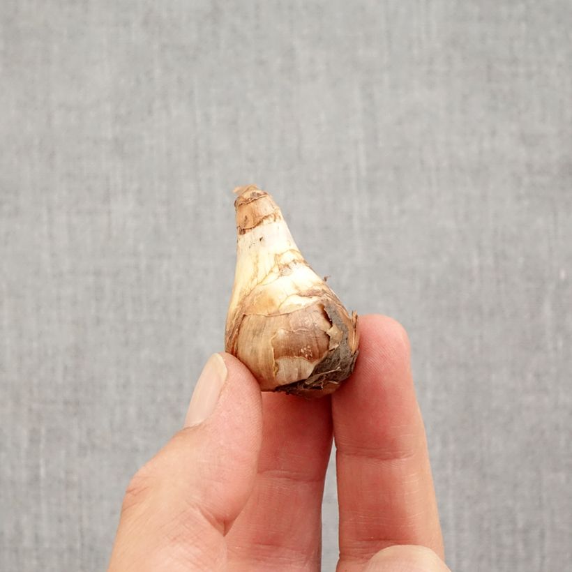 Example of Narcissus Topolino - Tazetta narcis Bol size 8+ as you get in automne