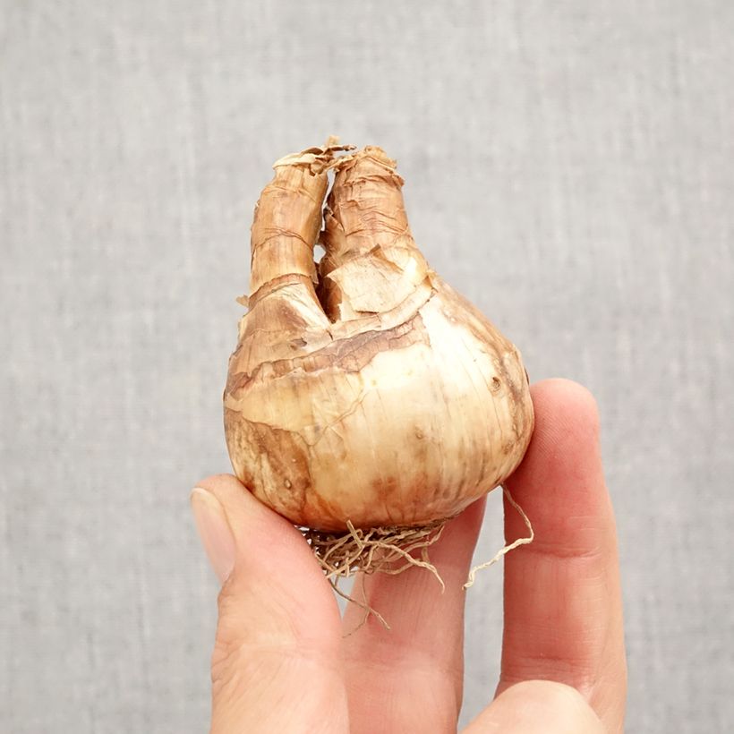 Exemplaar van Narcissus cyclamineus Trena - Cyclamen-narcis Bol kaliber 12+ zoals geleverd in de herfst