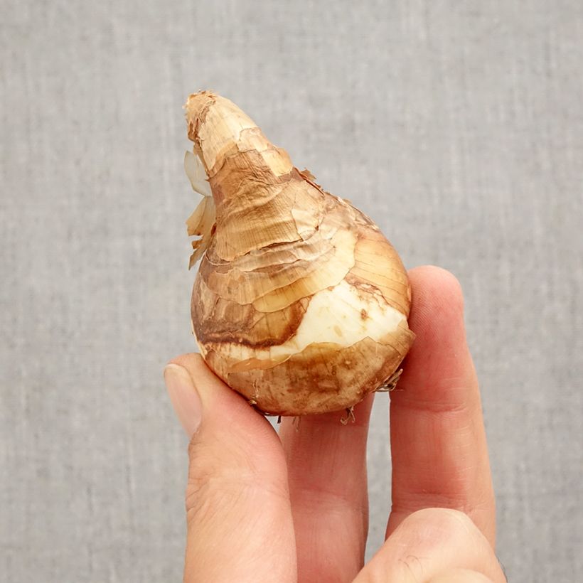 Exemplaar van Narcissus Trepolo - Spleetkronige narcis Bol kaliber 12+ zoals geleverd in de herfst