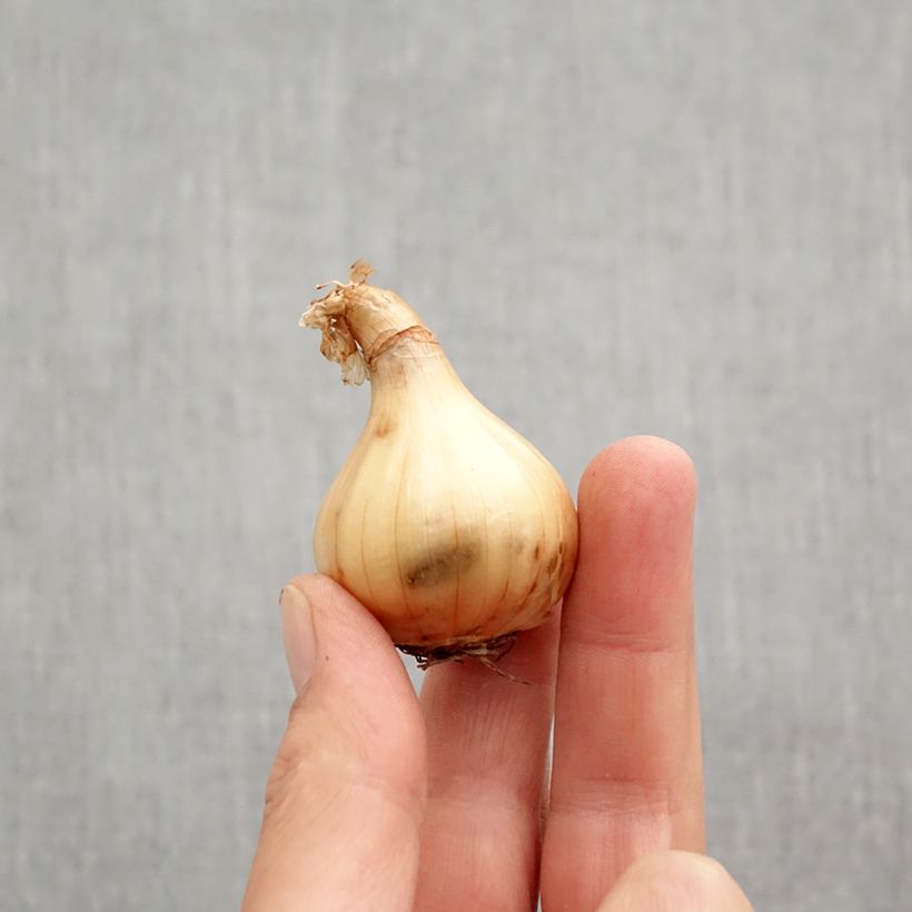 Exemplaar van Narcissus Hawera - Dwergnarcis Bol kaliber 10+ zoals geleverd in de herfst